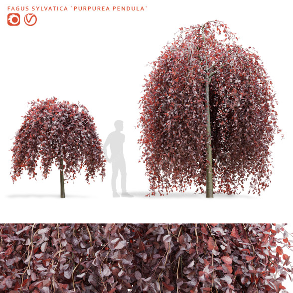 Drzewo Fagus Sylvatica Purpurea Pendula model 3D