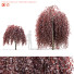 Drzewo Fagus Sylvatica Purpurea Pendula - valeriy korol ld