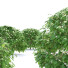Drzewo Fagus Sylvatica - valeriy korol ld