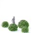 Drzewo Fagus Sylvatica - valeriy korol ld