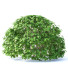 Drzewo Fagus Sylvatica - valeriy korol ld