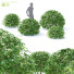 Drzewo Fagus Sylvatica - valeriy korol ld