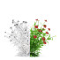 Kwiaty Helenium Hybride - valeriy korol ld