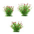 Kwiaty Helenium Hybride - valeriy korol ld
