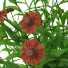 Kwiaty Helenium Hybride - valeriy korol ld