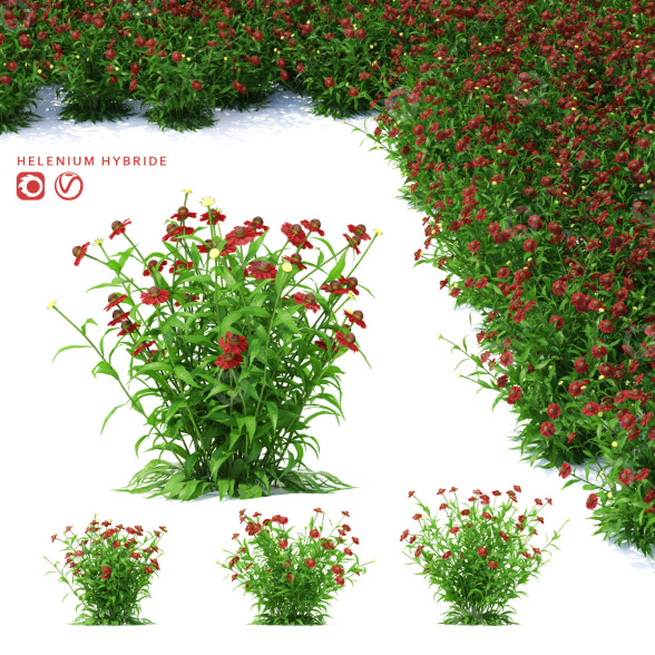 Kwiaty Helenium Hybride model 3D