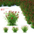 Kwiaty Helenium Hybride - valeriy korol ld