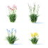 Kwiaty Iris Germanica 4 Colors - valeriy korol ld