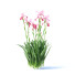 Kwiaty Iris Germanica 4 Colors - valeriy korol ld