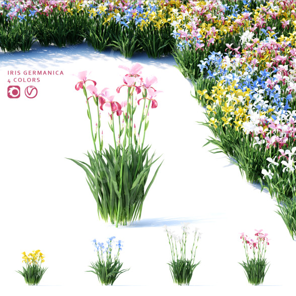 Kwiaty Iris Germanica 4 Colors model 3D