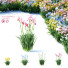 Kwiaty Iris Germanica 4 Colors - valeriy korol ld