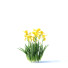 Kwiaty Iris Germanica 4 Colors - valeriy korol ld