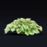 Trawa Hosta - valeriy korol ld