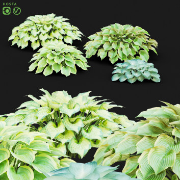 Trawa  Hosta Model 3D