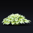 Trawa Hosta - valeriy korol ld