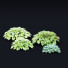 Trawa Hosta - valeriy korol ld