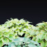 Trawa Hosta - valeriy korol ld