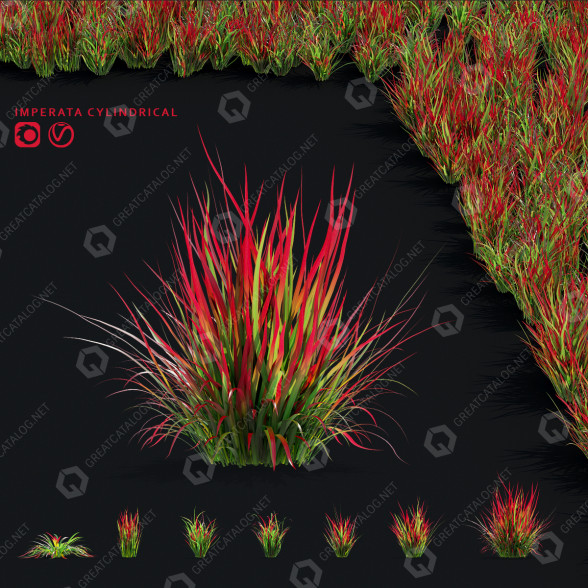 Trawa Imperata Cylindrical model 3D
