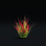 Trawa Imperata Cylindrical - valeriy korol ld