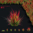Trawa Imperata Cylindrical - valeriy korol ld