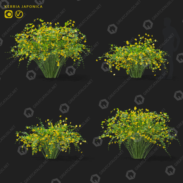 Büsche Kerrie japonica 3D-Modell