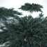 Büsche Kriech-Wacholder blue chip - valeriy korol ld