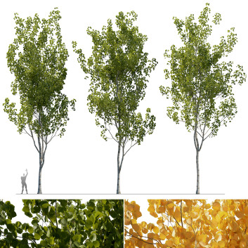 Bäume  Espe (3 Modelle und 2 Materialien) 3D-Modell