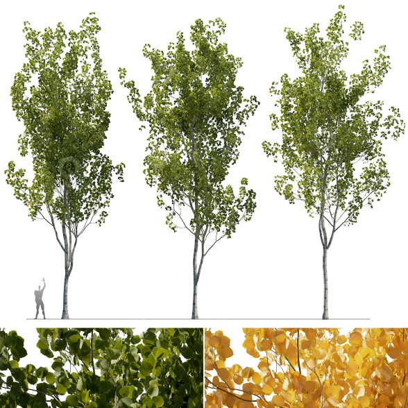 Bäume Espe (3 Modelle und 2 Materialien) 3D-Modell
