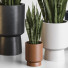 Вазоны Сансевиерия - SAnn
