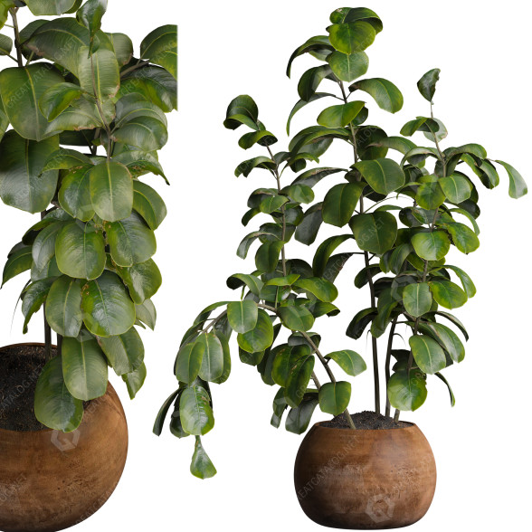 Pot de fleurs Ficus modèle 3D