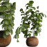 Pot de fleurs Ficus - uniquevry