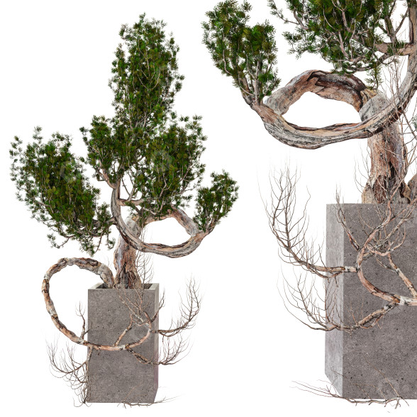 Maceta Bonsái Vol 06 Modelo 3D