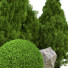 Trees Outdoor Plant Vol 18 - uniquevry