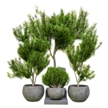 Doniczki  Indoor Plant Vol 15 Model 3D