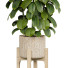 Maceta Ficus - uniquevry