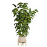 Maceta Ficus - uniquevry