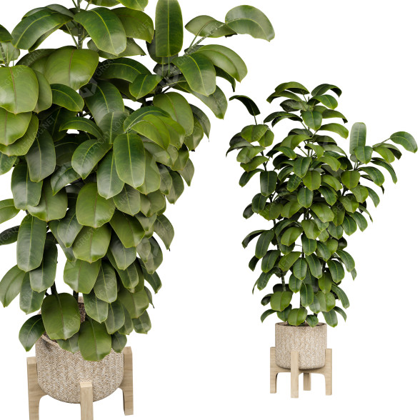 Maceta Ficus Modelo 3D
