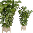 Maceta Ficus - uniquevry