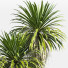 Flowerpot Outdoor Plant 60 - uniquevry