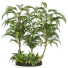 Arboles y arbustos Conjunto de Jardín Tropical Volumen 31 - uniquevry
