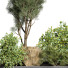 Drzewa i krzewy Outdoor Plant 66 - uniquevry