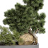 Drzewa i krzewy Outdoor Plant 66 - uniquevry