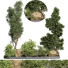 Drzewa i krzewy Outdoor Plant 66 - uniquevry