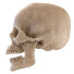 Модель Human Skull - Paramatma