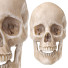 Модель Human Skull - Paramatma