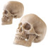 Модель Human Skull - Paramatma