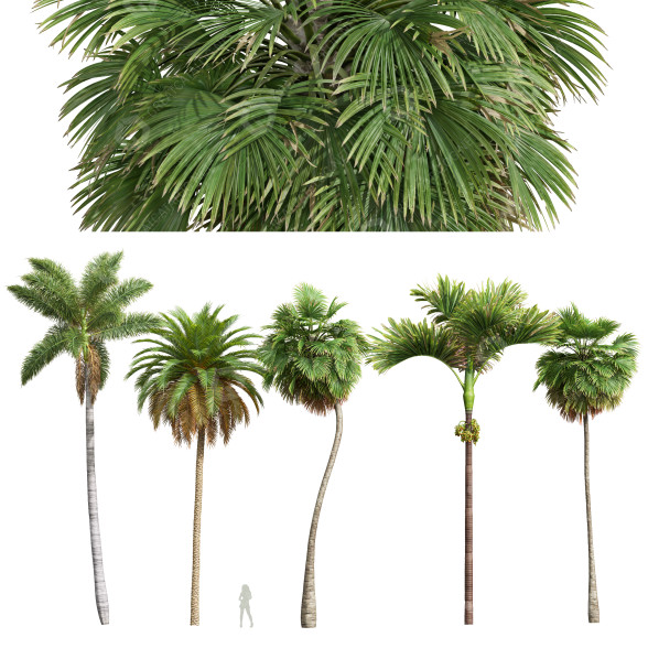 Bäume Set 5 3D-Modell