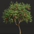 Drzewa Amygdalus Persica Peach - Pandora-land