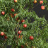 Drzewa Amygdalus Persica Peach - Pandora-land
