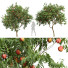 Drzewa Amygdalus Persica Peach - Pandora-land